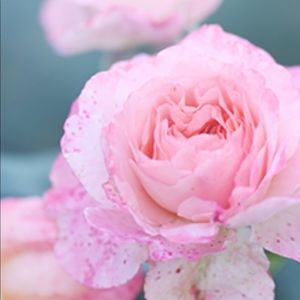 Meet your Posher, Aralis